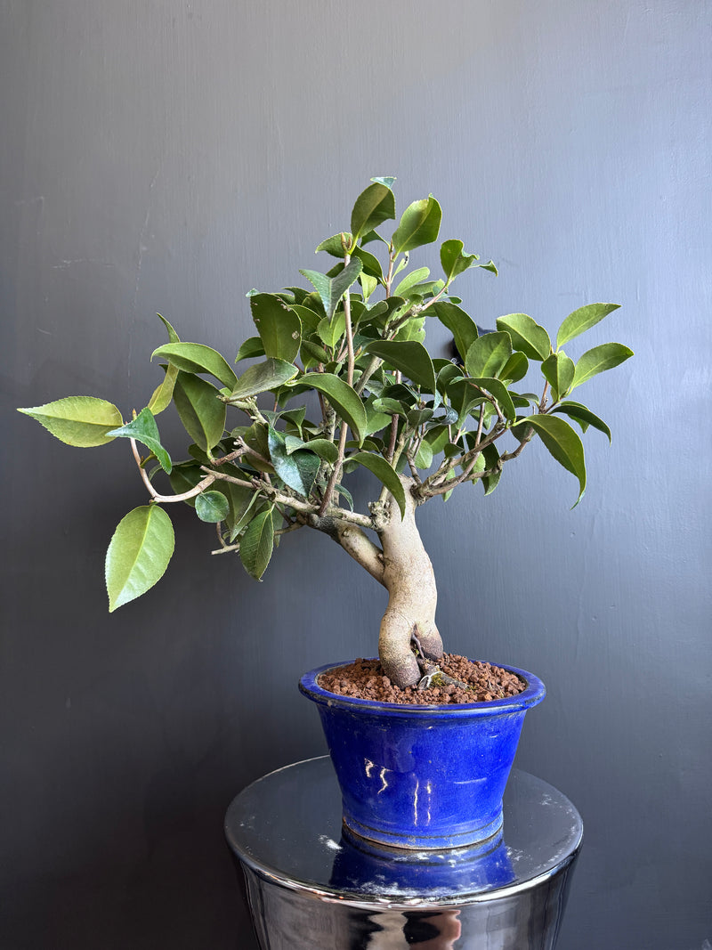 日本🇯🇵山茶花 茶梅 岀雲大社Camellia Sasanqua (附上影片)