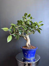 將圖片載入圖庫檢視器 日本🇯🇵山茶花 茶梅 岀雲大社Camellia Sasanqua (附上影片)