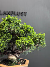 將圖片載入圖庫檢視器 日本🇯🇵糸魚川真柏 Japanese Itoigawa Shimpaku (附上影片)