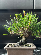 將圖片載入圖庫檢視器 日本🇯🇵黑松 Black Pine (附上影片)