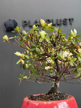 將圖片載入圖庫檢視器 日本🇯🇵皐月杜鵑 常夏Satsuki Azalea Rhododendron(附上影片)