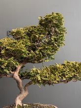 將圖片載入圖庫檢視器 日本🇯🇵津山檜Hinoki Chamaecyparis Obtusa ヒノキ (附上影片)