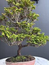 Load images into the gallery viewer Japan🇯🇵Hinoki Chamaecyparis Obtusa ヒノキ(video attached)