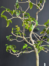 Load images into the gallery viewer Japan🇯🇵Camellia sasanqua (with video)