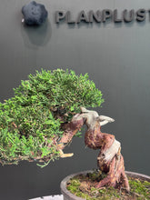 Load images into the gallery viewer Japan🇯🇵Japanese Itoigawa Shimpaku (with video)