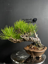 將圖片載入圖庫檢視器 日本🇯🇵黑松 Black Pine (附上影片)