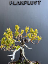 將圖片載入圖庫檢視器 日本🇯🇵一位 Taxus Cuspidata (附上影片)