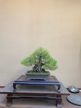 將圖片載入圖庫檢視器 預購日本🇯🇵貴風size黑松 Black Pine (附上影片)