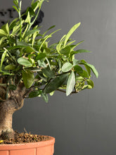 Load images into the gallery viewer Japan🇯🇵Kinzuki Fortunella Hindsii (with video)