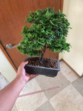 將圖片載入圖庫檢視器 預購日本🇯🇵津山檜Chamaecyparis obtusa (附上影片)