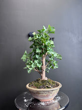 將圖片載入圖庫檢視器 日本🇯🇵銀杏Ginkgo Biloba (附上影片)