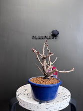 將圖片載入圖庫檢視器 日本🇯🇵 南殿桜なんでんざくら Nanden Sakura (附上影片)