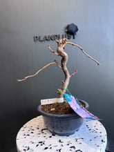 將圖片載入圖庫檢視器 日本🇯🇵八重の輝き🌸 Yaezakura Sakura(附上影片)