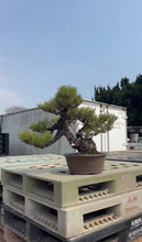 將圖片載入圖庫檢視器 預購日本🇯🇵黑松Black Pine (附上影片)