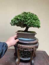 Load images into the gallery viewer Pre-order Japan🇯🇵Hinoki Chamaecyparis Obtusa ヒノキ(video attached)
