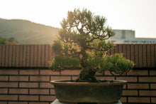 將圖片載入圖庫檢視器 日本🇯🇵黑松 Japanese Black Pine (附上影片)