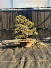 將圖片載入圖庫檢視器 預購日本🇯🇵糸魚川真柏 Japanese Itoigawa Shimpaku (附上影片)