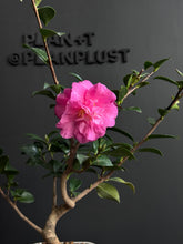 將圖片載入圖庫檢視器 日本🇯🇵山茶花 茶梅 獅子頭Camellia Sasanqua (附上影片)