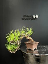 將圖片載入圖庫檢視器 日本🇯🇵黑松Black Pine / Pinus Thunbergii(附上影片)