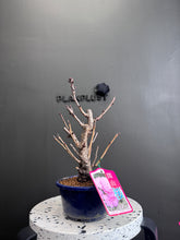 將圖片載入圖庫檢視器 日本🇯🇵関山桜かんざんざくらKanzan Sakura (附上影片)