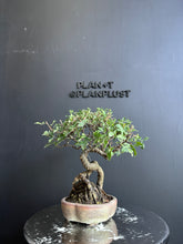 將圖片載入圖庫檢視器 日本🇯🇵群雀 金雀花 ムレスズメ Caragana Sinica(附上影片)