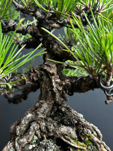 將圖片載入圖庫檢視器 日本🇯🇵黑松 Black Pine (附上影片)