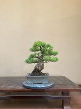 Load images into the gallery viewer 預購日本🇯🇵太幹五葉松 Japanese White Pine (附上影片)