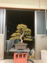 將圖片載入圖庫檢視器 預購日本🇯🇵糸魚川真柏 Japanese Itoigawa Shimpaku (附上影片) 原$14500以$5100白松換