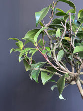 將圖片載入圖庫檢視器 日本🇯🇵山茶花 茶梅 岀雲大社Camellia Sasanqua (附上影片)