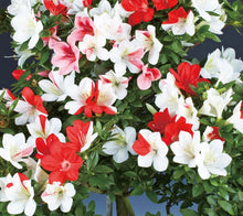 將圖片載入圖庫檢視器 日本🇯🇵皐月杜鵑 萌Satsuki Azalea Rhododendron(附上影片)