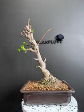 Load images into the gallery viewer Japan🇯🇵 Ginkgo Biloba 'Chichi' (with video attached)