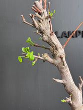 Load images into the gallery viewer Japan🇯🇵 Ginkgo Biloba 'Chichi' (with video attached)