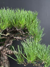 將圖片載入圖庫檢視器 日本🇯🇵黑松 Japanese Black Pine (附上影片)