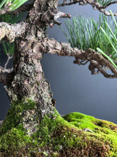 將圖片載入圖庫檢視器 日本🇯🇵黑松 Japanese Black Pine (附上影片)