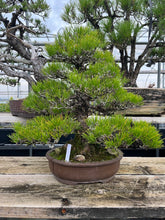 將圖片載入圖庫檢視器 預購日本🇯🇵黑松 Black Pine (附上影片)