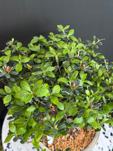 將圖片載入圖庫檢視器 日本🇯🇵皐月杜鵑 絹の舞 Satsuki Azalea Rhododendron (附上影片)