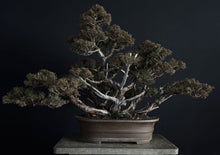 將圖片載入圖庫檢視器 預購日本🇯🇵糸魚川真柏 Japanese Itoigawa Shimpaku (附上影片)