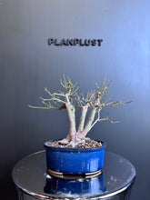 將圖片載入圖庫檢視器 日本🇯🇵もみじ紅葉Acer Palmatum 已落葉 (附上影片)