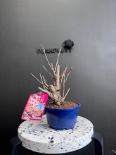 將圖片載入圖庫檢視器 日本🇯🇵染井吉野桜よしのざくらYoshino Sakura (附上影片)