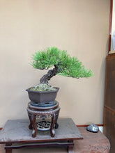 將圖片載入圖庫檢視器 預購日本🇯🇵山採 黑松 Yamadori Black Pine (附上影片)