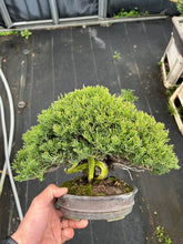 Load images into the gallery viewer Pre-order Japan🇯🇵Japanese Itoigawa Shimpaku (with video)