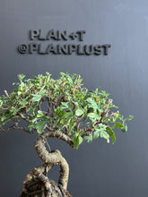 將圖片載入圖庫檢視器 日本🇯🇵群雀 金雀花 ムレスズメ Caragana Sinica(附上影片)