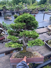 Load images into the gallery viewer 預購日本🇯🇵津山檜Chamaecyparis obtusa (附上影片)