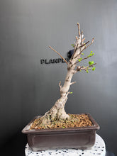 Load images into the gallery viewer Japan🇯🇵 Ginkgo Biloba 'Chichi' (with video attached)