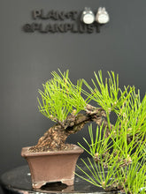 將圖片載入圖庫檢視器 日本🇯🇵黑松Black Pine / Pinus Thunbergii(附上影片)