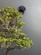 Load images into the gallery viewer Japan🇯🇵Hinoki Chamaecyparis Obtusa ヒノキ(video attached)