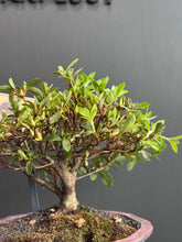 將圖片載入圖庫檢視器 日本🇯🇵皐月杜鵑 美咲Satsuki Azalea Rhododendron (附上影片)