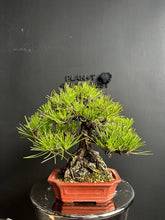 將圖片載入圖庫檢視器 日本🇯🇵黑松 Black Pine (附上影片)