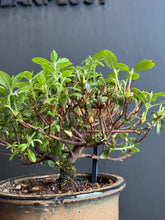 Load images into the gallery viewer Japan🇯🇵Satsuki Azalea Rhododendron (Video attached)
