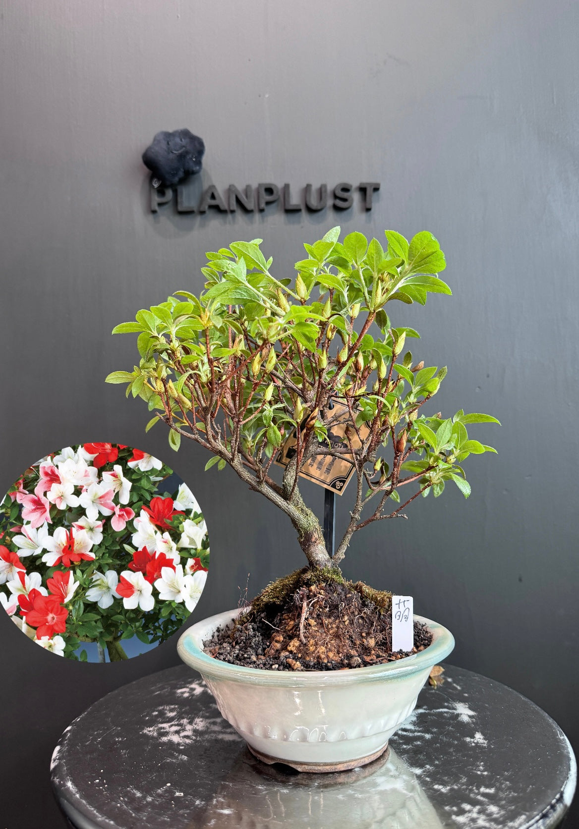 azalea japonica bonsai Japan🇯🇵Satsuki Azalea Rhododendron (with video) – BONSAI PLAN+T